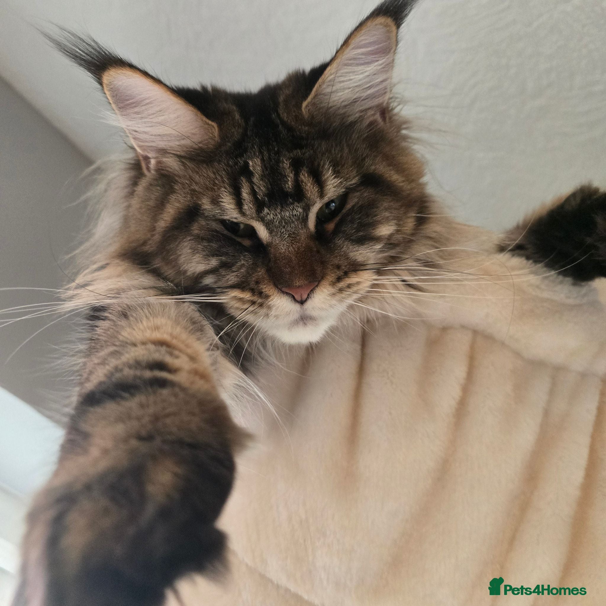 Maine Coon cats 😻Active TICA Registered XL Maine Coon Queen - Advert 1