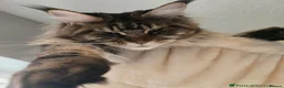 Maine Coon cats for sale: 😻Active TICA Registered XL Maine Coon Queen - Advert 1