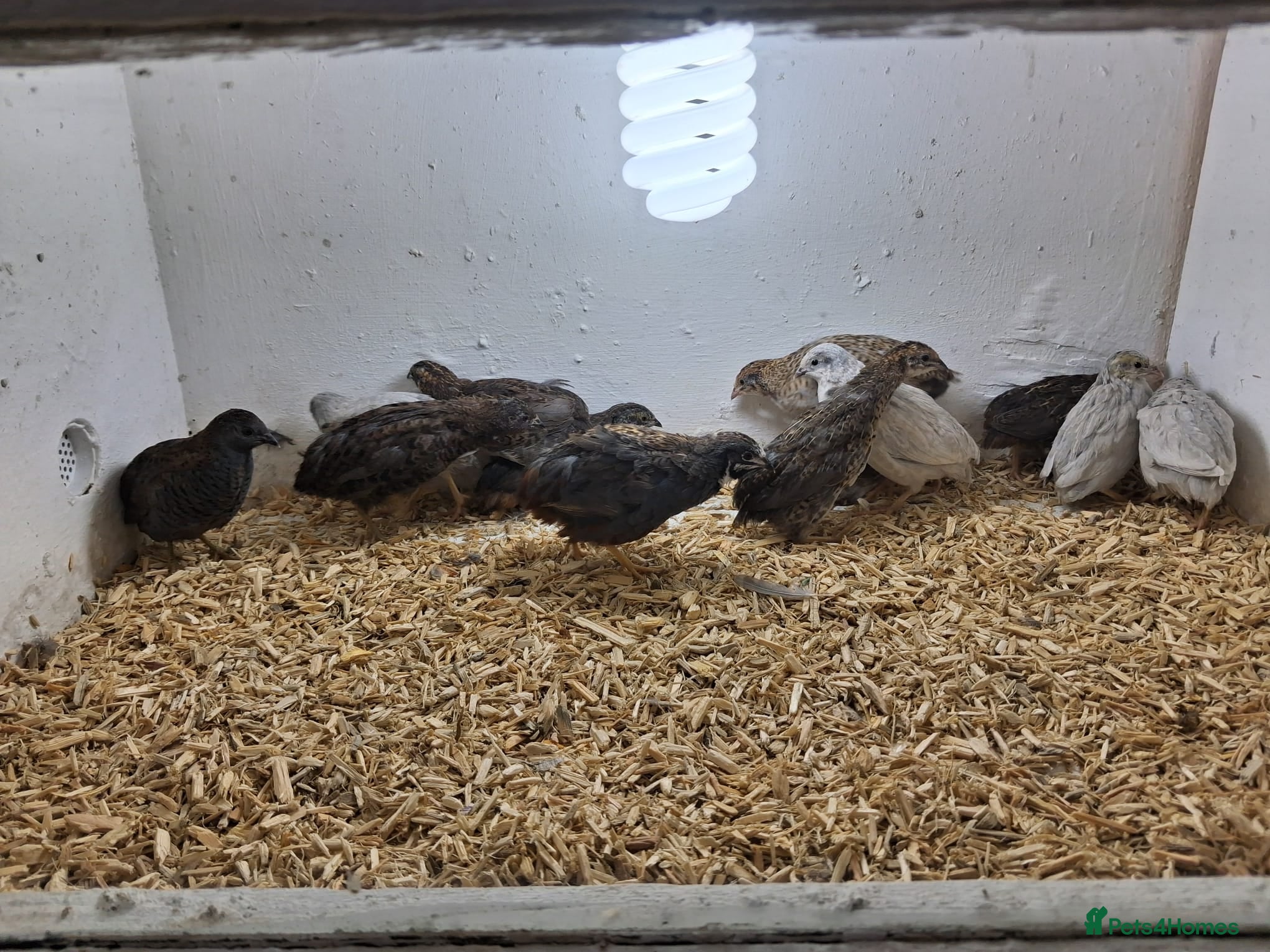 Quail poultry for sale: Chinese Painted Quail - Advert 1