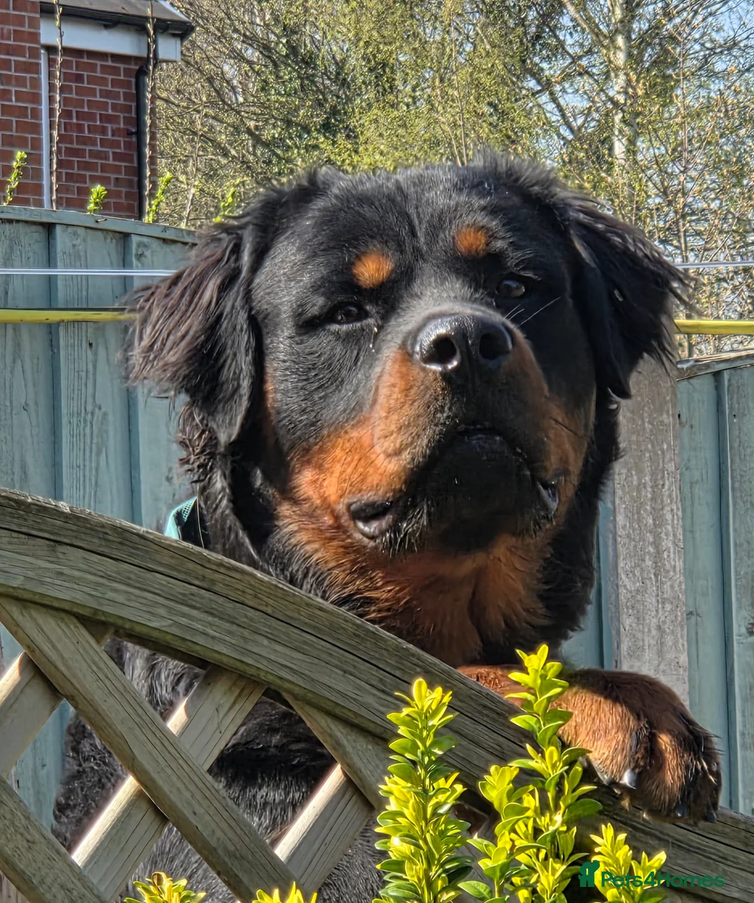 Rottweiler dogs for stud: Rottweiler at stud ( long haired )  - Advert 2