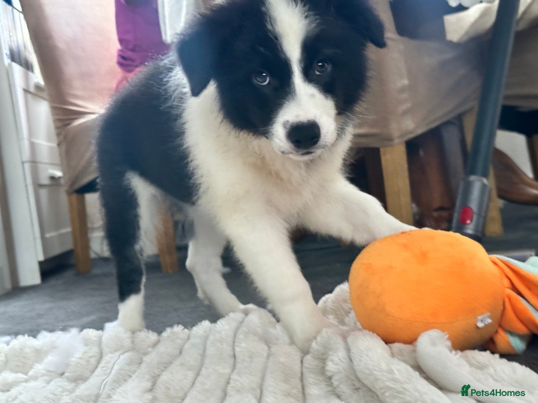 Border Collie dogs for sale: Last 2 girls left !!! International Champion line - Image 16