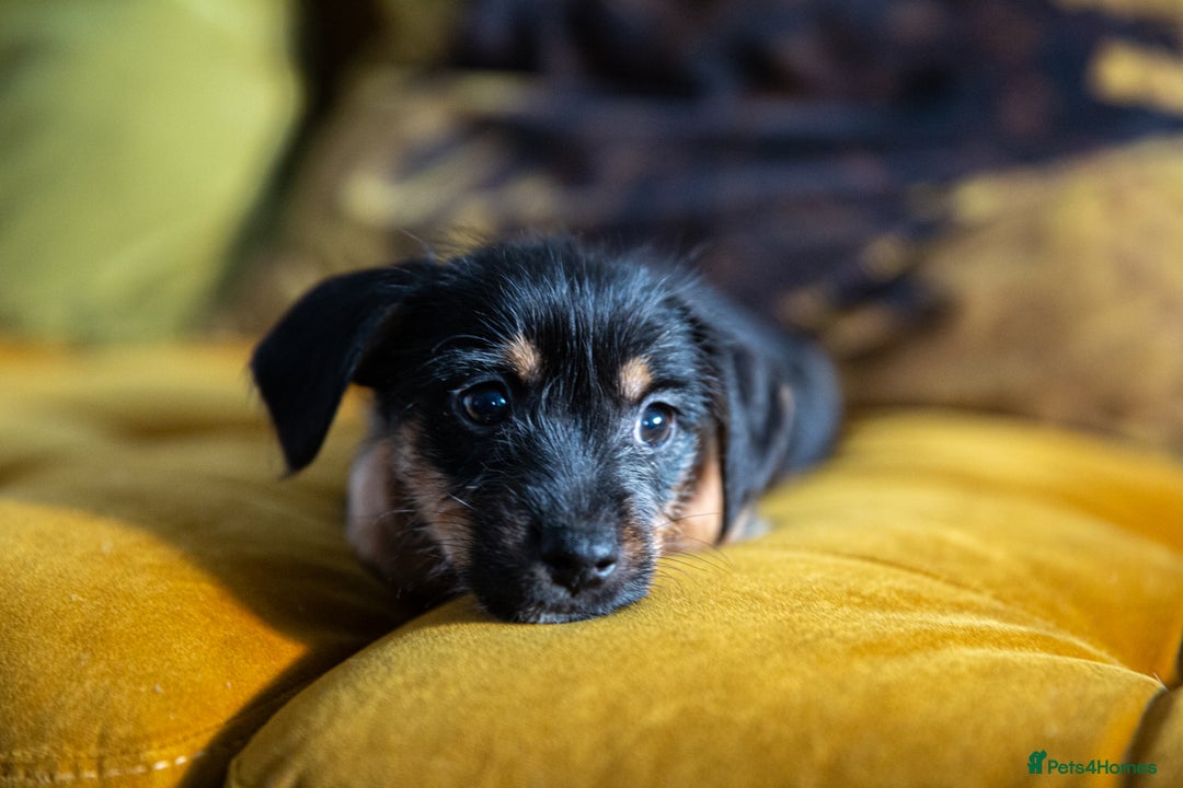 Mixed Breed dogs for sale: Daxijax/Jackshund/Dachshund/Jack - READY TO GO - Advert 16