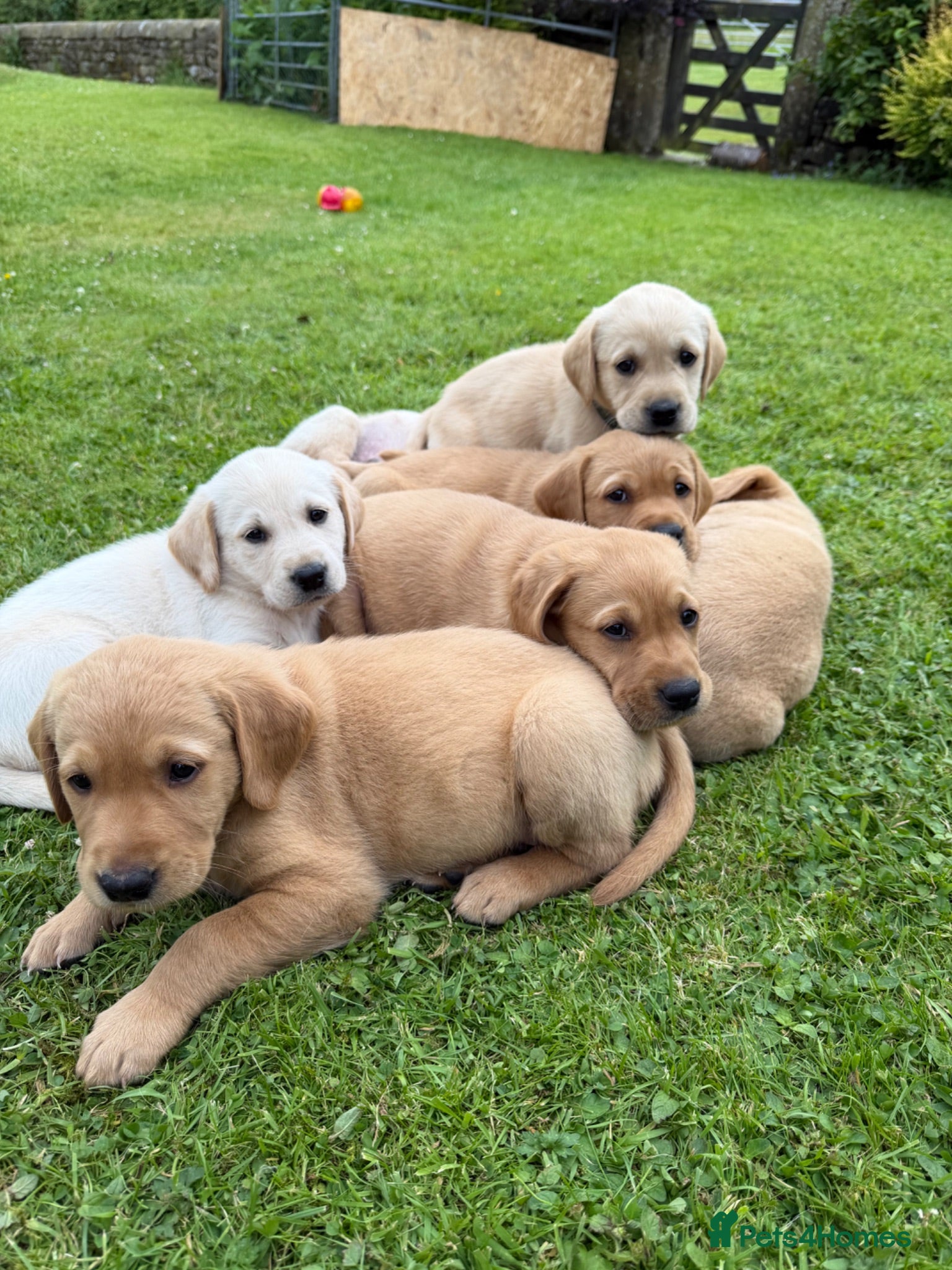 Goldador dogs Labrador X Retriever puppies   - Advert 1