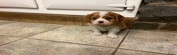 Cavalier King Charles Spaniel dogs for sale: Super KC blenheim pups - health tested parents - Advert 10