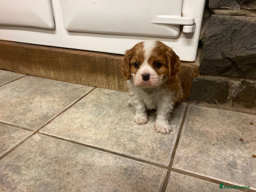 Cavalier King Charles Spaniel dogs for sale: Super KC blenheim pups - health tested parents - Advert 10