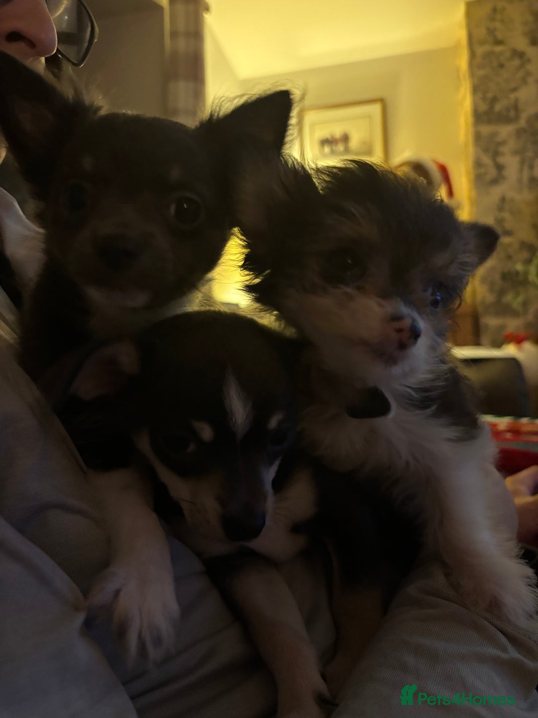 Chihuahua dogs for sale: Beautiful Chihuahua Pups For Sale. - Advert 3