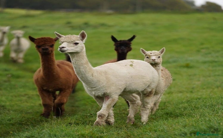 Alpaca livestock - Advert 1