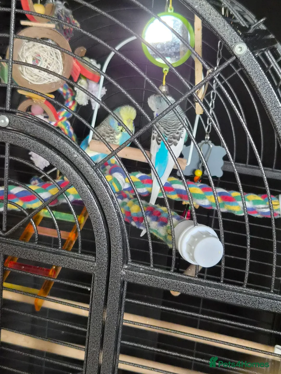 Budgerigars birds for sale: 2 budgies, cage and all toys in Wakefield - Advert 3