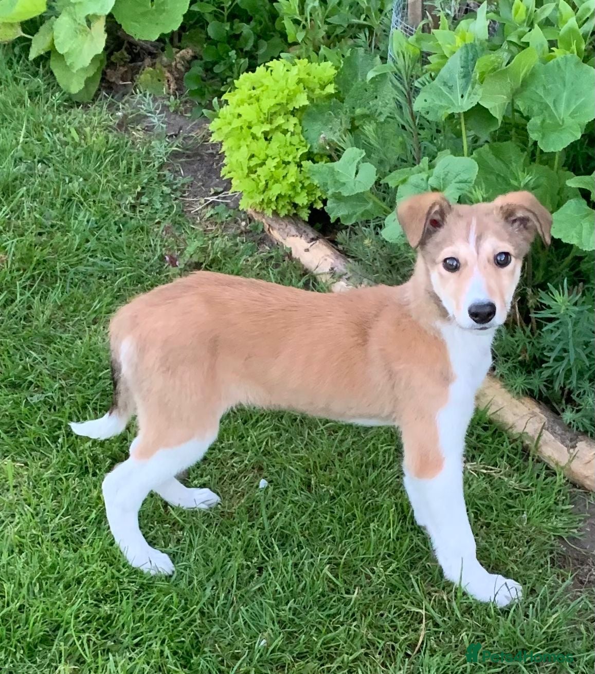 Mixed Breed dogs Old style Lurcher puppies - Ready now  - Advert 17