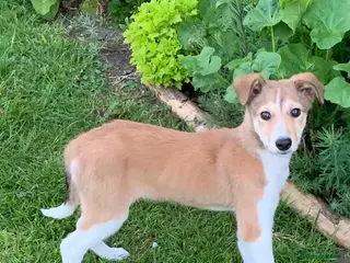 Mixed Breed dogs Old style Lurcher puppies - Ready now - Advert 17