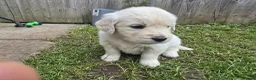 Golden Retriever dogs for sale: Golden Retriever Puppies  - Advert 13