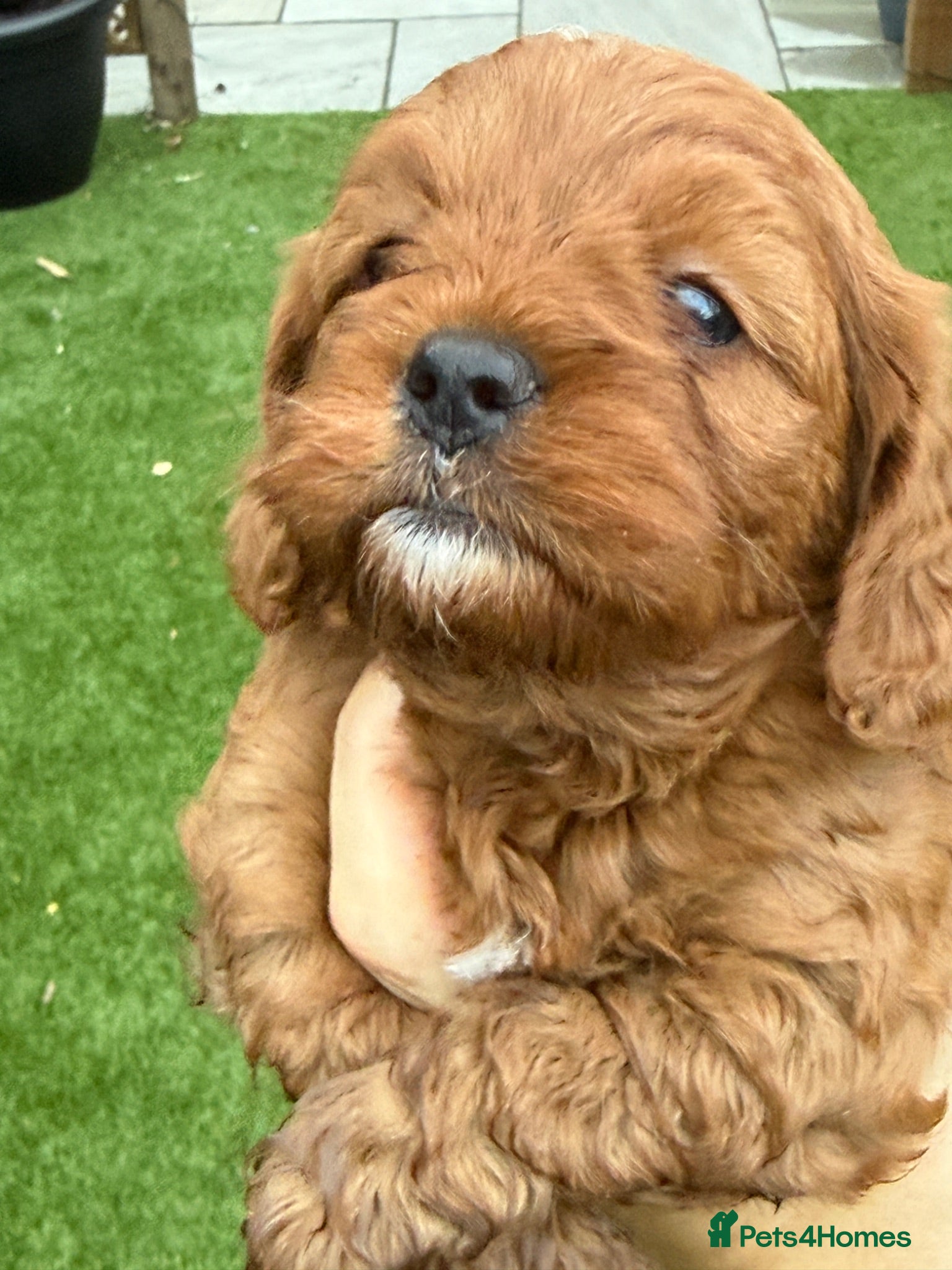 Cavapoo dogs Cavapoo puppies,health tested parents 5* licensed  - Advert 2