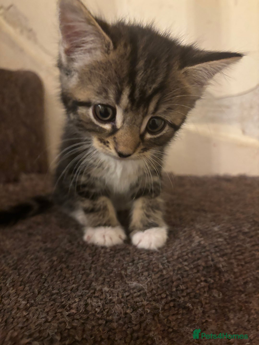 Turkish Van cats for sale: Tabby kittens - Image 1