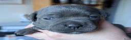 Staffordshire Bull Terrier dogs for sale: King Fury KCreg excellent pedigree blue/black pups - Advert 4