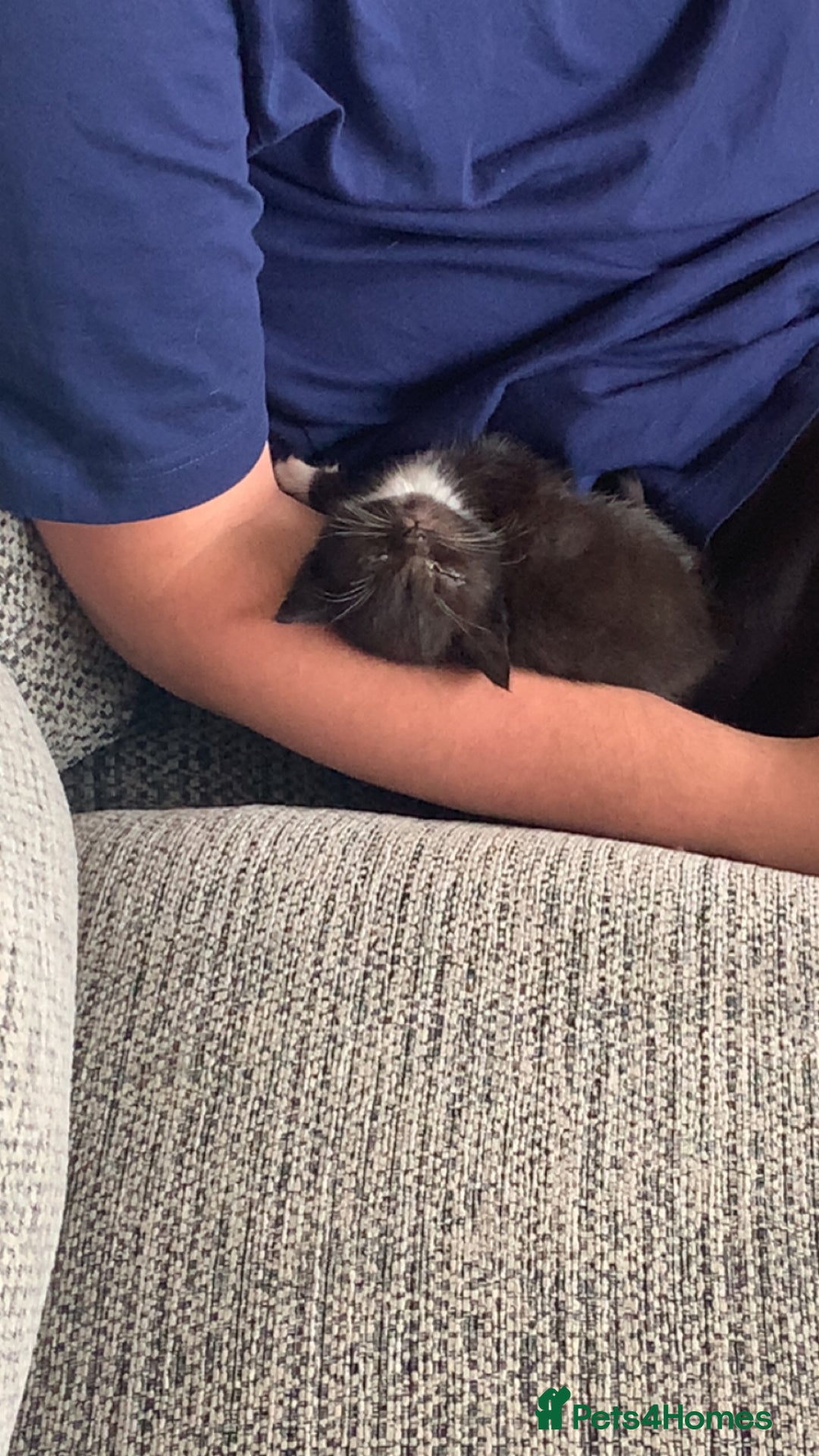 British Longhair cats for sale: Kittens for sale!! in Highbridge - Image 10