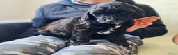 Cockapoo dogs for sale: F1B Show Cockerpoo puppies 3 available girls - Advert 13