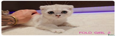 Scottish Fold white