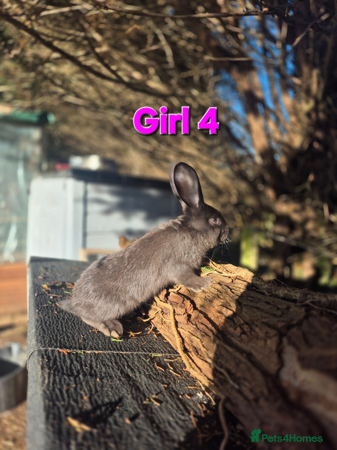 Continental Giant rabbits for sale: Pure Continental Giant Vaccinated  - Advert 11