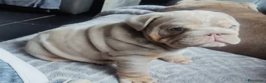 English Bulldog 4