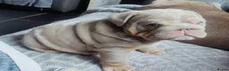 English Bulldog dogs for sale: Ready beautiful English bulldog  - Advert 3
