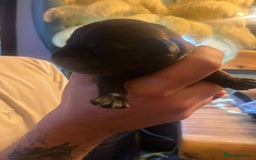 Mixed Breed dogs for sale: Blue staff x Black labrador puppies  - Advert 24