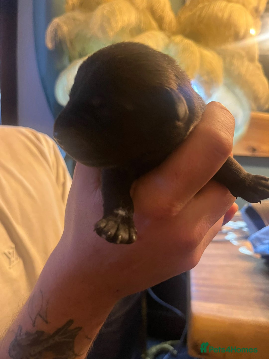 Mixed Breed dogs for sale: Blue staff x Black labrador puppies  - Advert 24