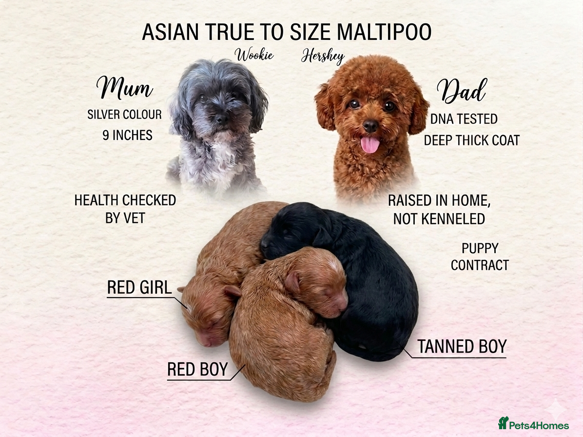Maltipoo dogs Quality Asian brown tanned Toy Maltipoo Puppies❤️ - Advert 16