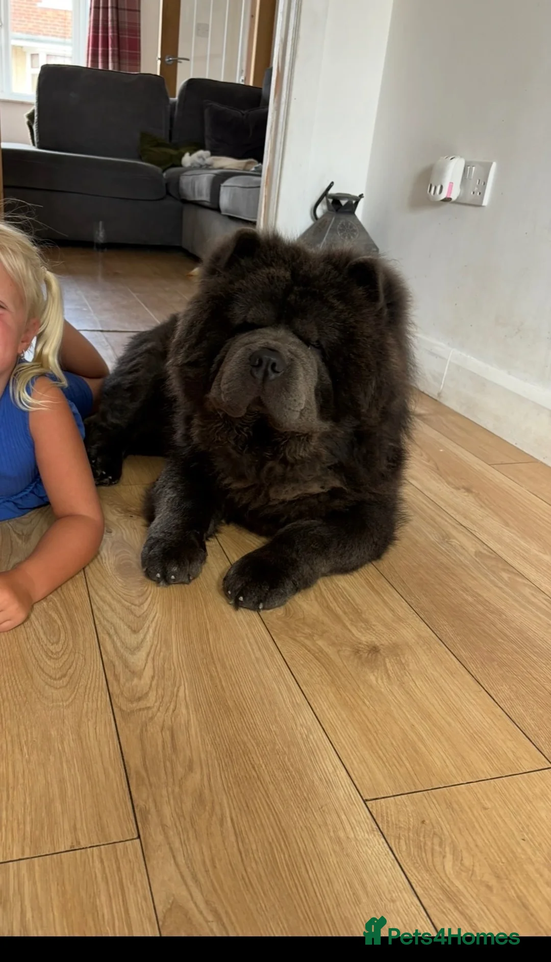 Chow Chow dogs for stud: Chow for stud  in Scunthorpe - Advert 4