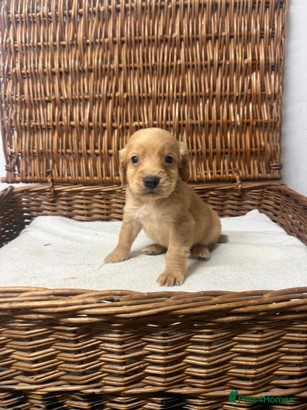 Cocker Spaniel dogs for sale: Fully DNA health tested cocker spaniel puppies - Advert 11