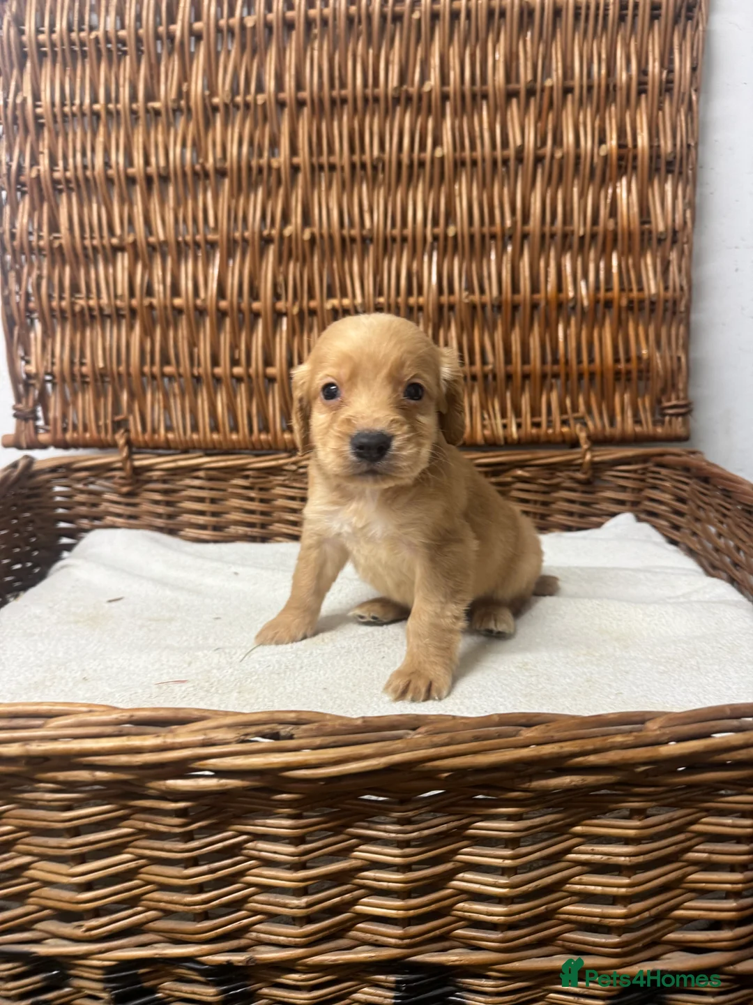 Cocker Spaniel dogs for sale: Fully DNA health tested cocker spaniel puppies - Advert 11