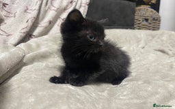 Domestic Shorthair cats for sale: British shorthair cross boy (50% bsh) - Advert 5