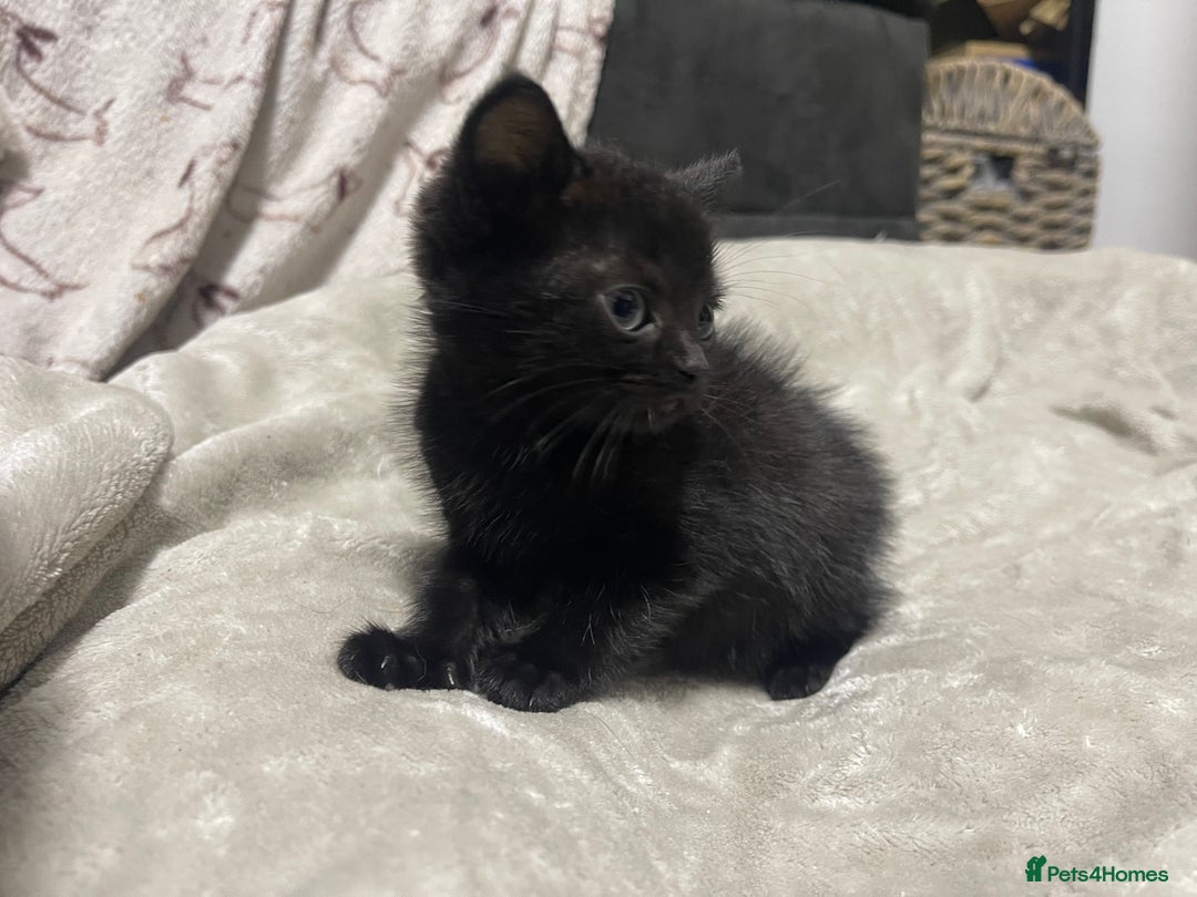 Domestic Shorthair cats for sale: British shorthair cross boy (50% bsh) - Advert 5