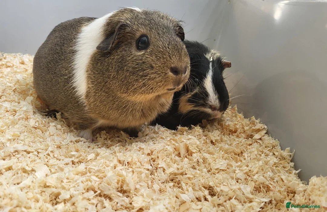 Guinea Pig rodents for sale: 2 female guineapigs  - Advert 1
