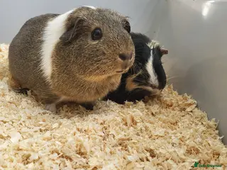 Guinea Pig rodents 2 female guineapigs - Advert 1