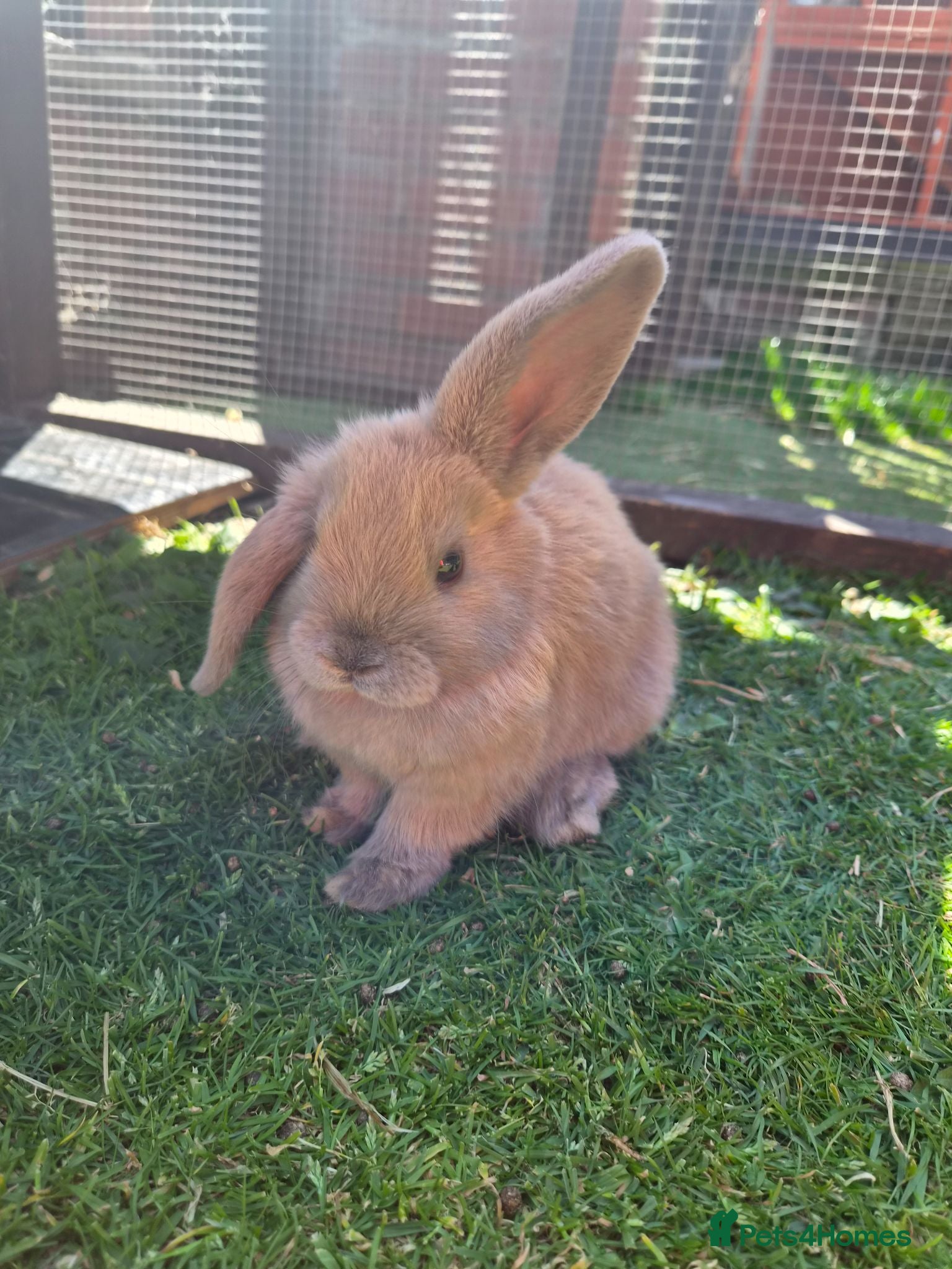 Mini Lop rabbits Gorgeous Pure Bred Mini Lops - 3 Remaining - Advert 1