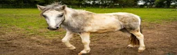 Welsh Section A horses for sale: 🐴 GIZMO – 6 Year Old Welsh Cross Gelding 🐴 - Advert 6