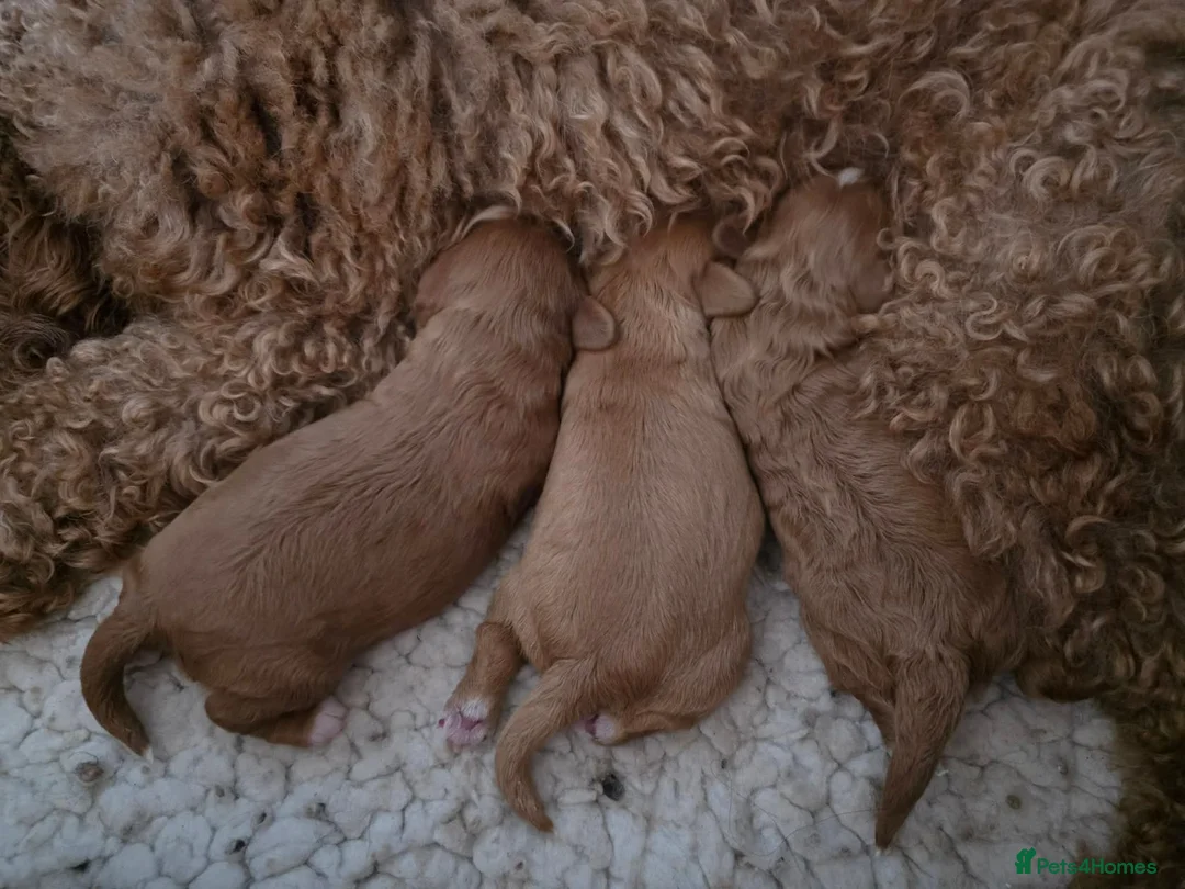 Cavapoo dogs for sale: 💗⭐Gorgeous Cavapoo Girls ⭐💗 - Advert 1
