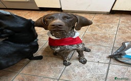 German Shorthaired Pointer dogs for sale: Loki - German short haired pointer - Image 2