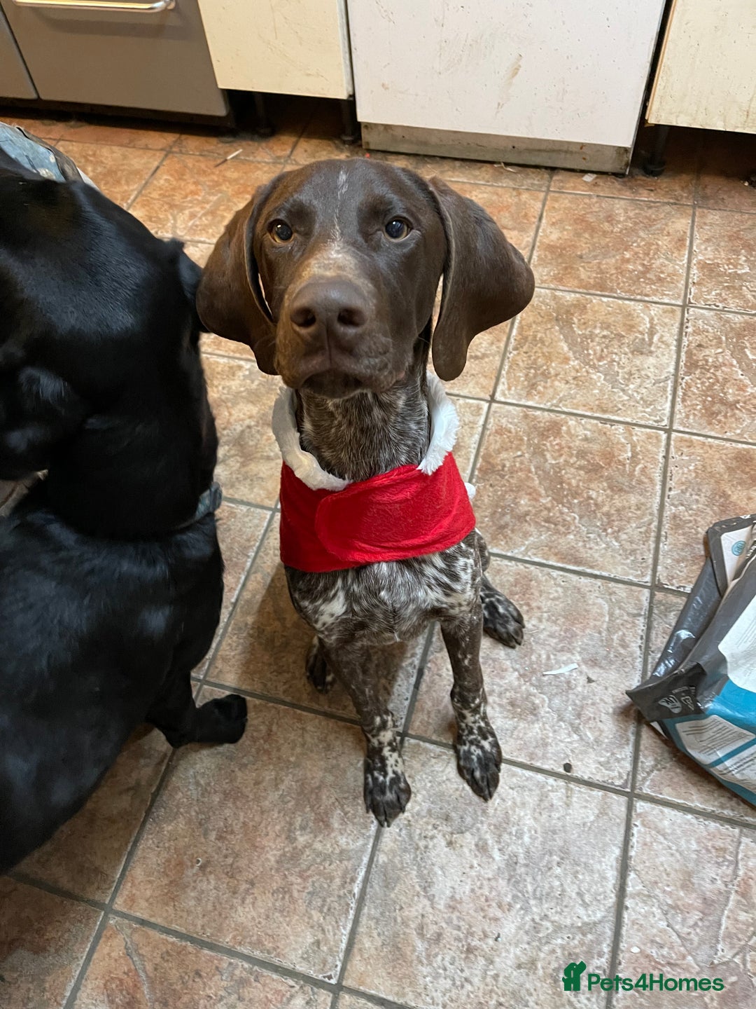 German Shorthaired Pointer dogs for sale: Loki - German short haired pointer - Image 2