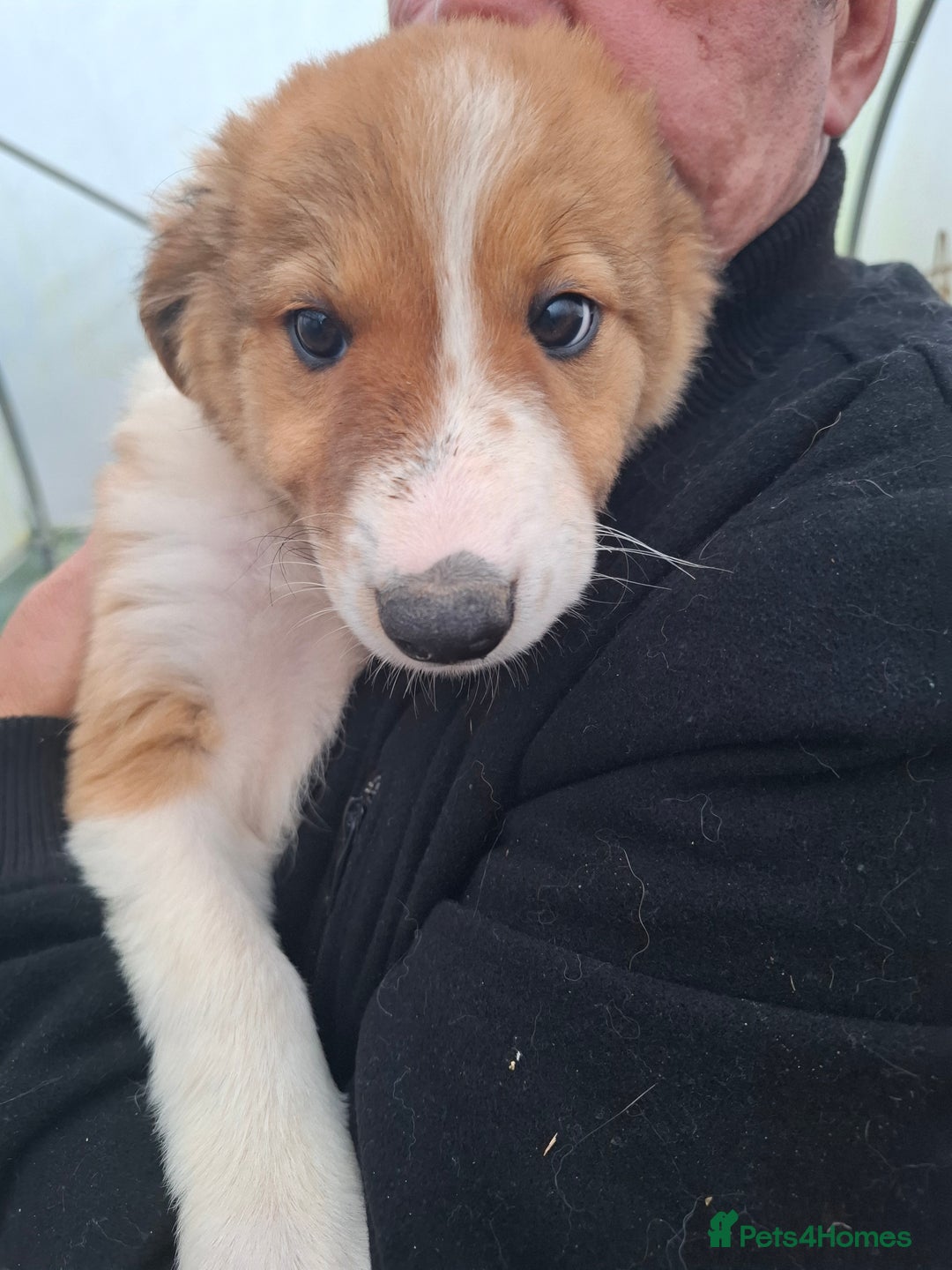 Border Collie dogs for sale: Reduced LAST  BOY LOOKING FOR HOME🌟 - Image 5