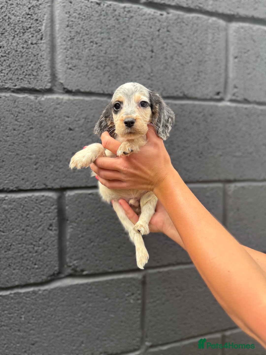 Cocker Spaniel dogs for sale: working cocker spaniel puppies - Image 8