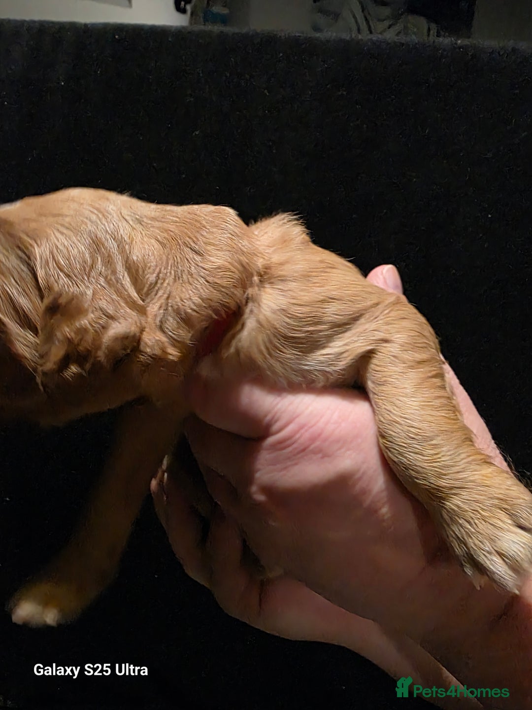 Goldendoodle dogs for sale: Fully Health Tested F1 Goldendoodles - Advert 18