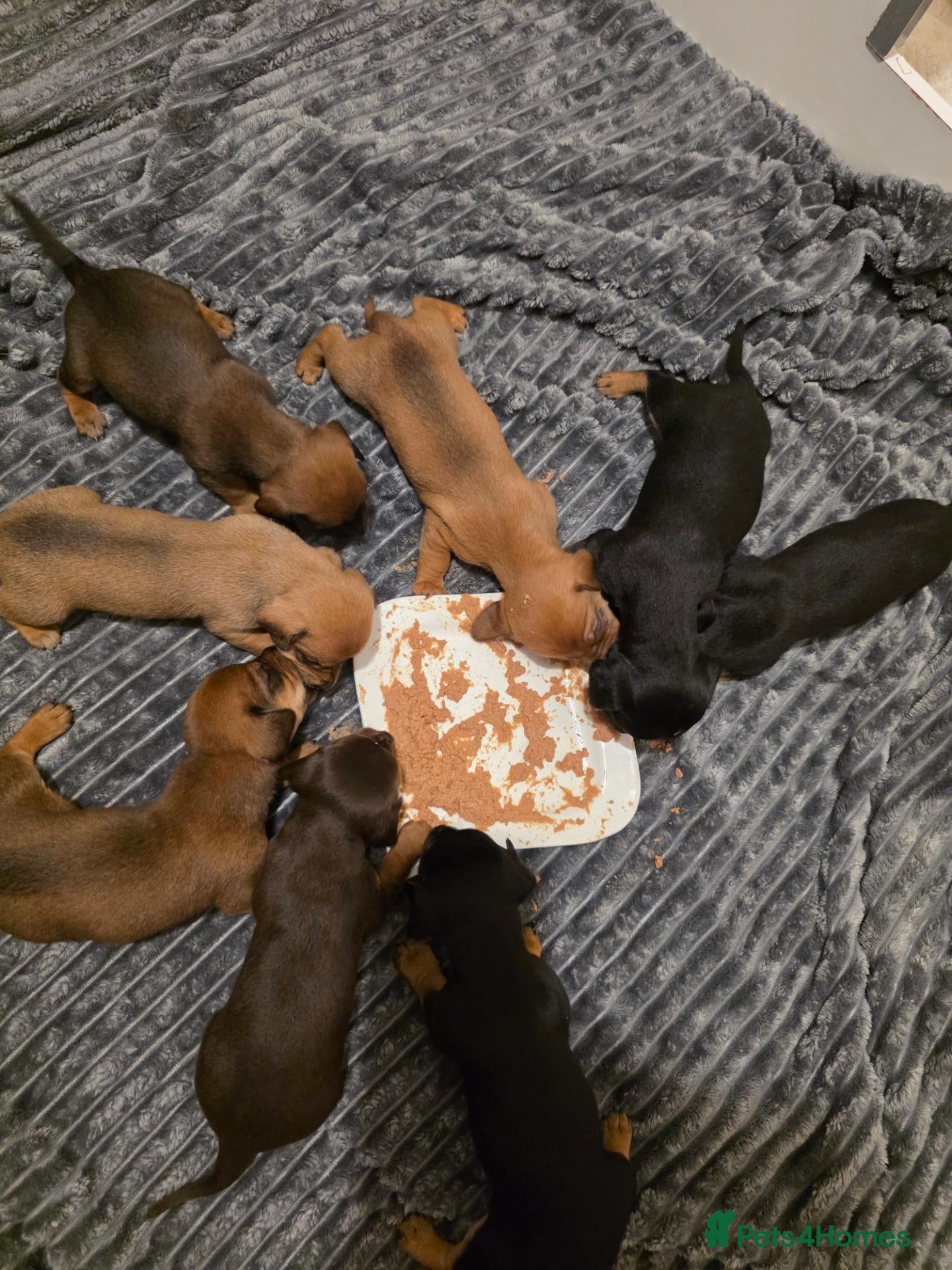 Mixed Breed dogs Stunning JR / Dachshund Pups - Advert 2