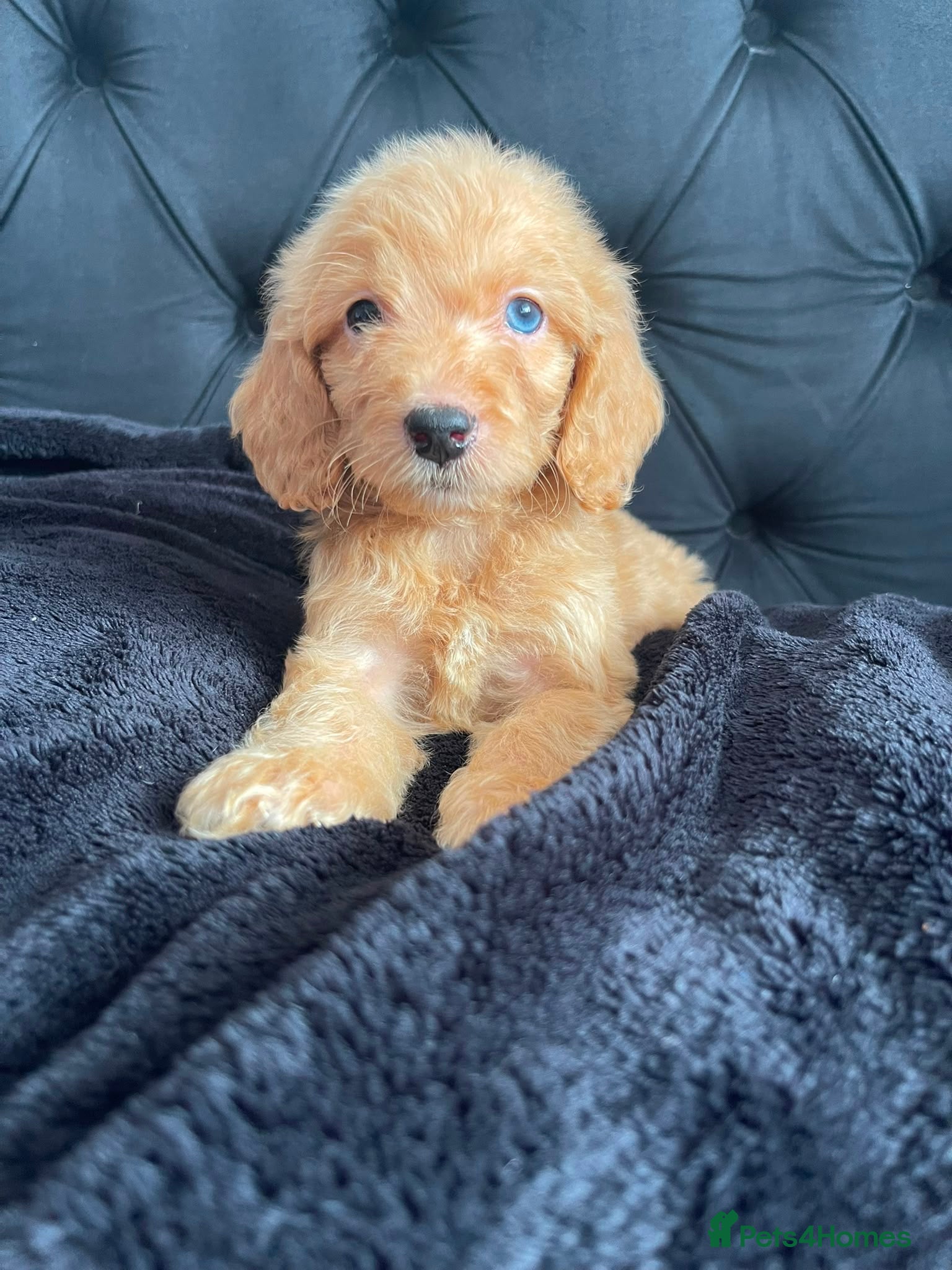 Cockapoo dogs Cockerpoo Puppies  - Advert 12