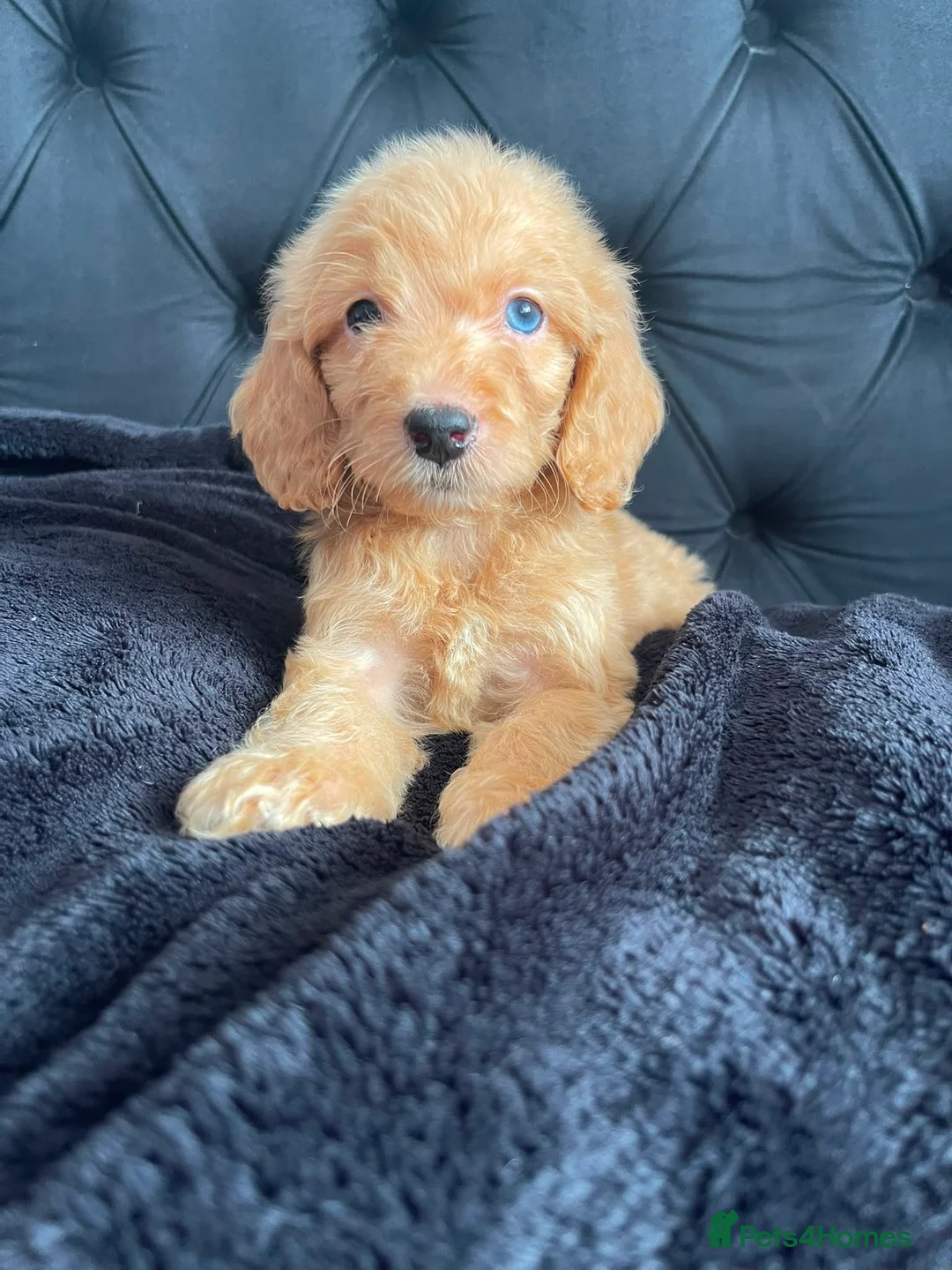 Cockapoo dogs for sale: Cockerpoo Puppies  - Advert 1