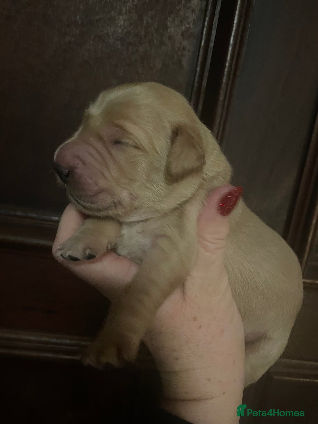 Mixed Breed dogs for sale: Golden retriever x Flatcoat retriever  - Advert 10