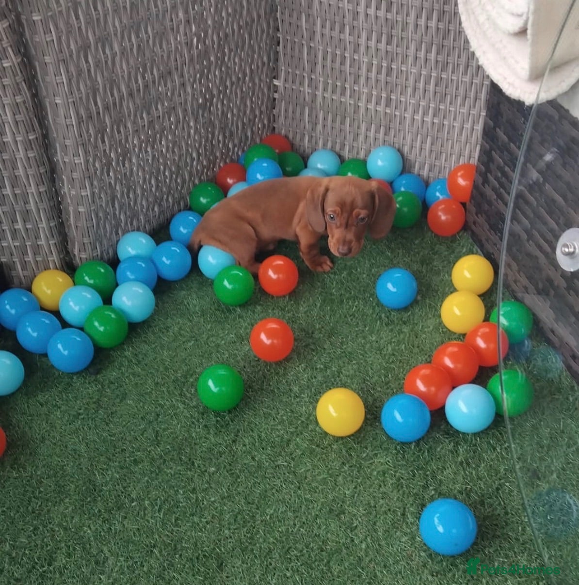 Miniature Dachshund dogs Dachshund 1 beautiful Boy still available - Advert 2