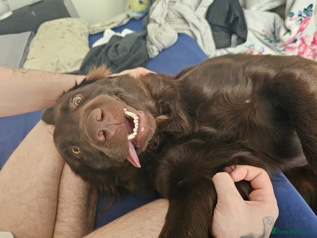 Mixed Breed dogs for sale: Rehoming of Two Dogs-Labrador Retriever and rescue - Image 1