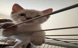 Ragdoll cats for sale: 3 Rag Cross Kittens - Image 12