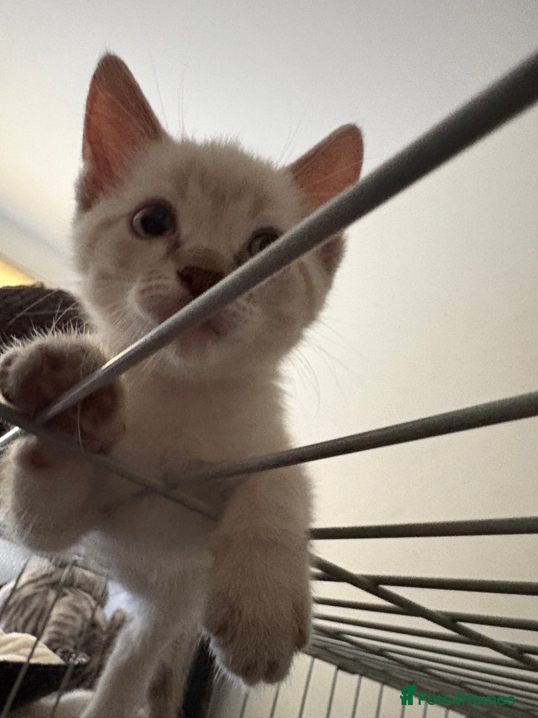 Ragdoll cats for sale: 3 Rag Cross Kittens - Image 12